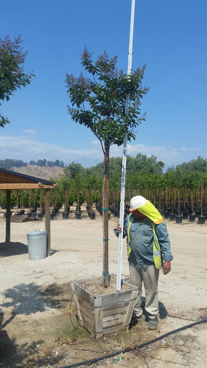Photo for Lagerstroemia indica x fauriei 'Muskogee' (Standard) (Muskogee Crape Myrtle)