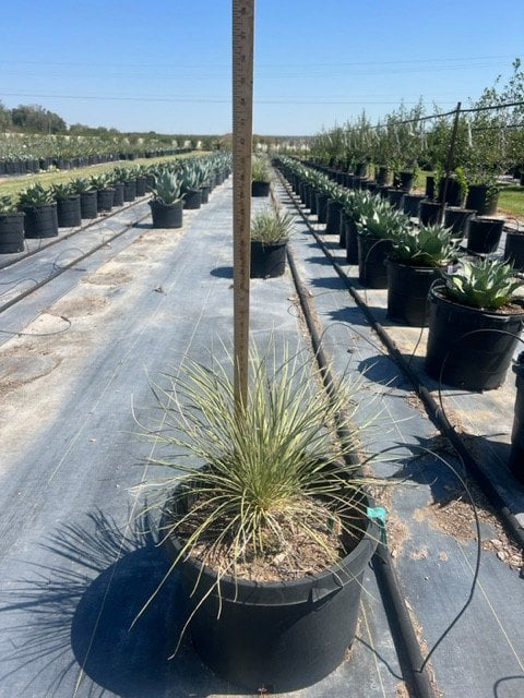 Photo for Yucca thompsoniana (Thompson's yucca)