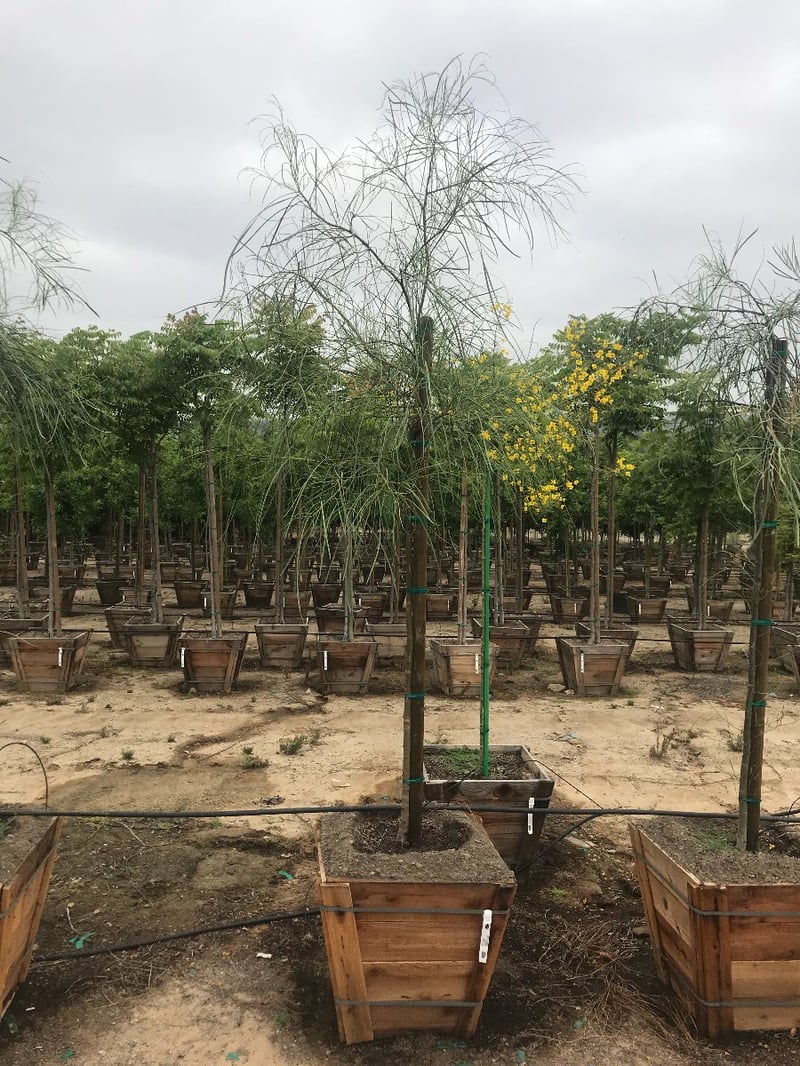 Photo for Acacia stenophylla (Standard) (Shoe-String Acacia)