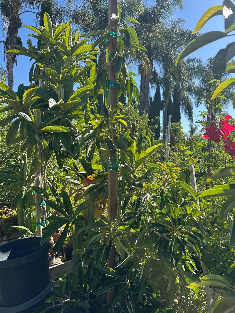 Photo for Persea americana 'Lamb Hass' (Lamb Hass Avocado)