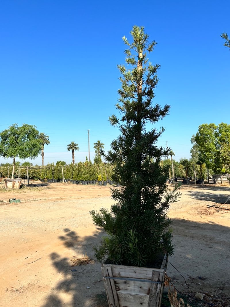 Photo for Podocarpus macrophyllus 'Maki' (Column) (Shrubby Yew Pine)