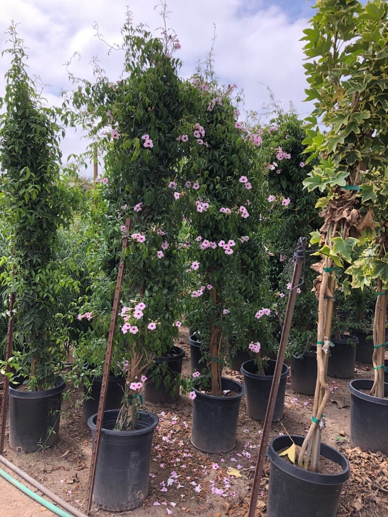 Photo for Pandorea Jasminoides 'Rosea' (Pink Bower Vine)
