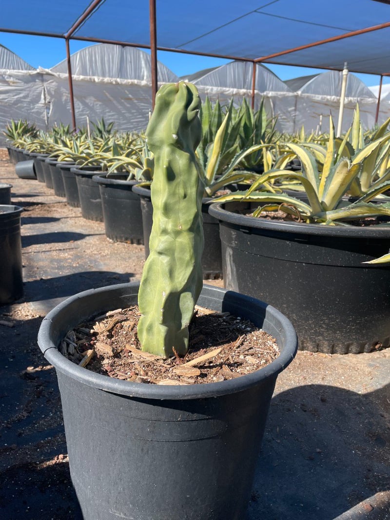 Photo for Pachycereus schottii f. monstrosus (Totem Pole Cactus)