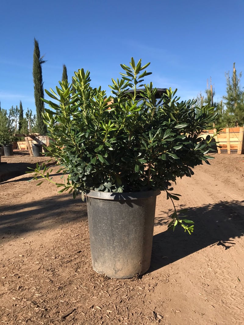 Photo for Pittosporum tobira (Japanese Mock Orange)
