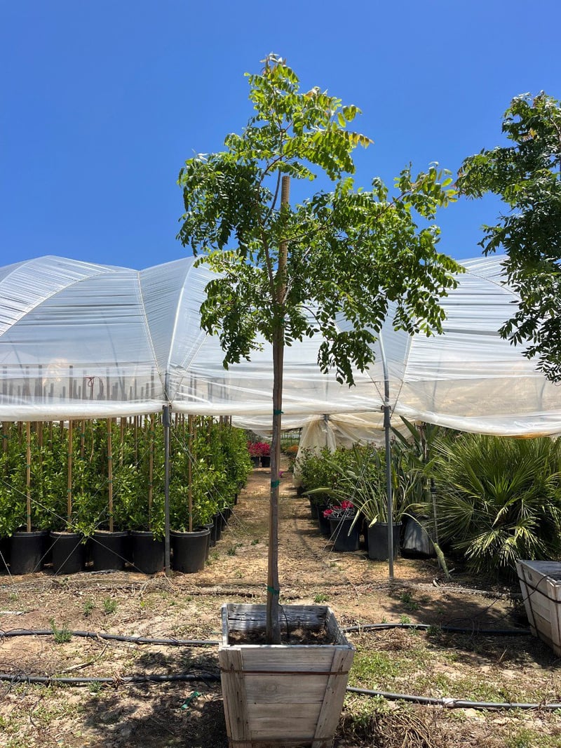 Photo for Pistacia chinensis (Standard) (Chinese Pistache)