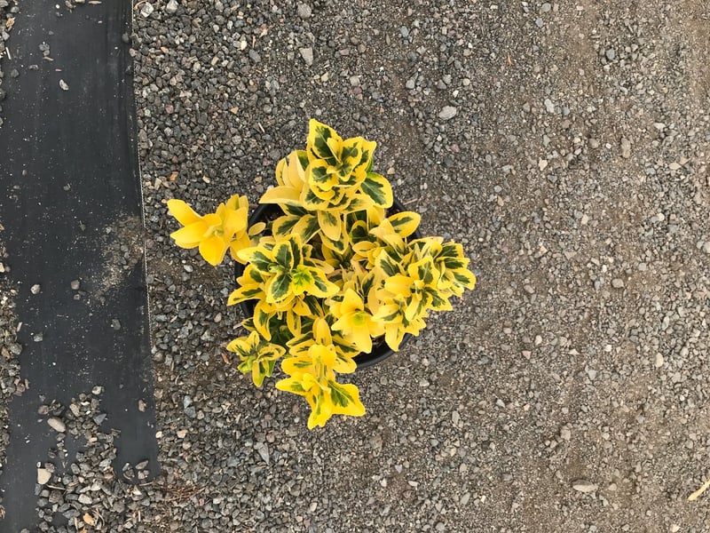 Photo for Euonymus japonicus 'Aureo-marginatus' (Golden Euonymus)