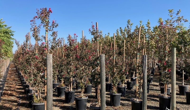 Photo for Lagerstroemia indica 'Dynamite' (Standard) (Dynamite Crape Myrtle)