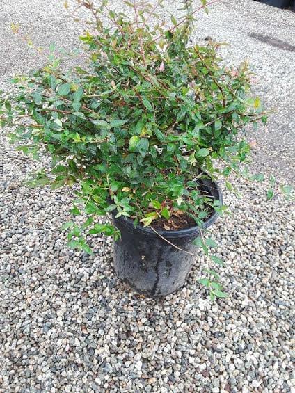Photo for Abelia grandiflora 'Edward Goucher' (Edward Goucher Abelia)