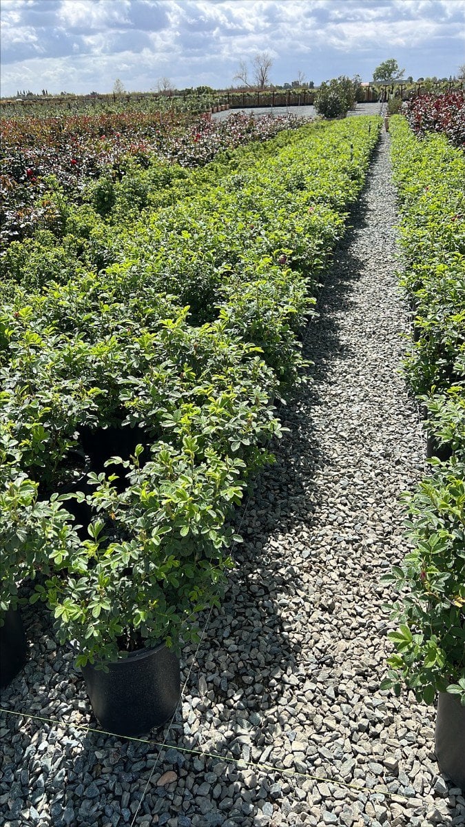 Photo for Rosa rugosa (Rugosa Rose)