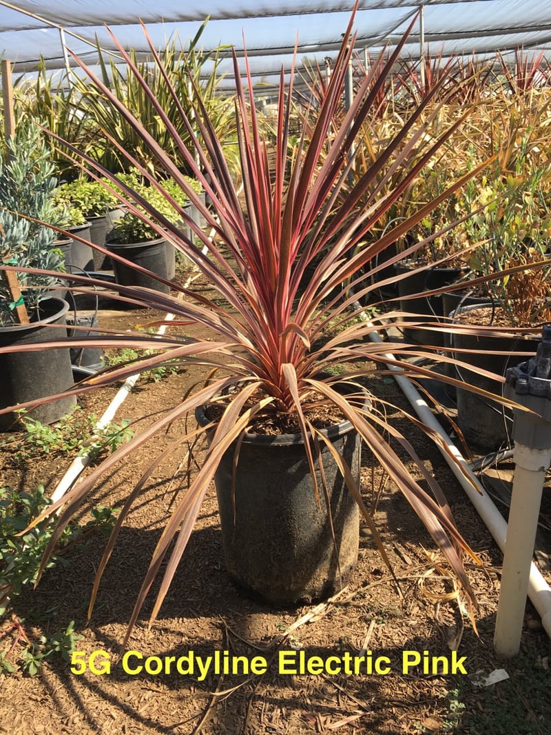 Photo for Cordyline 'Electric Pink' (Pink variegated Dracaena)