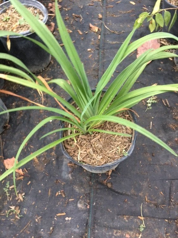 Photo for Hemerocallis hybrid 'Orange' (Orange Daylily)