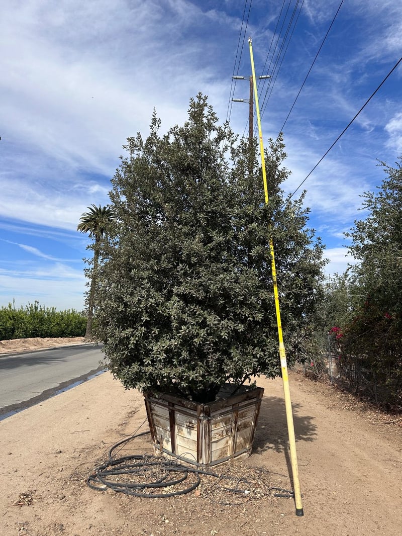 Photo for Quercus tomentella (Island Oak)