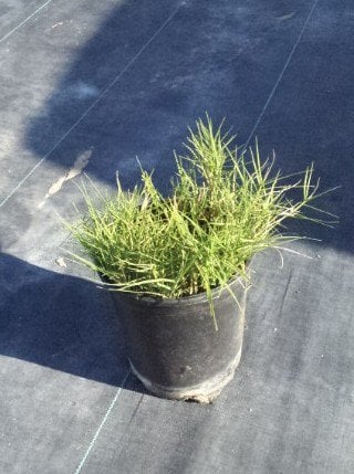Photo for Distichlis spicata (Saltgrass)