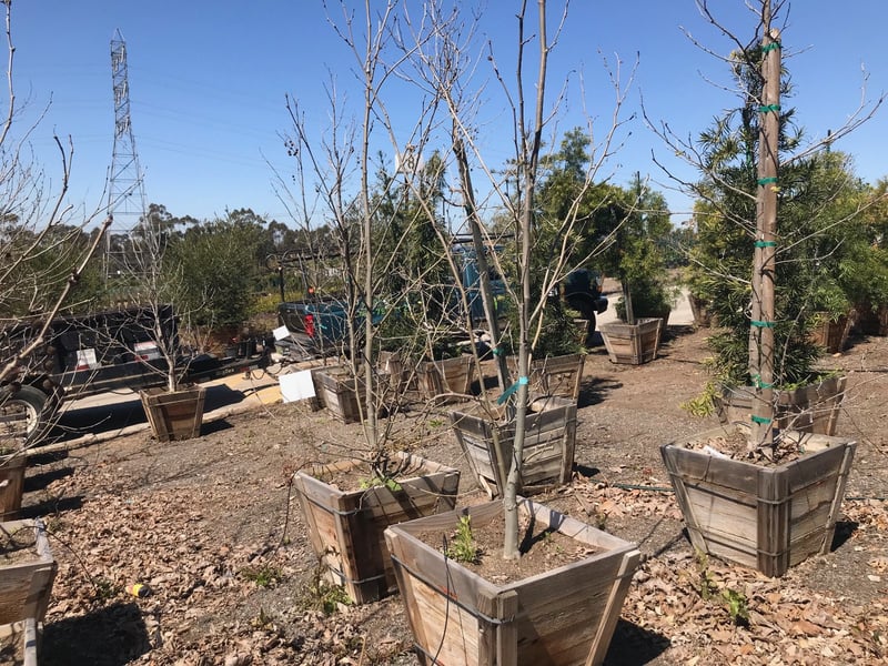 Photo for Platanus racemosa (California Sycamore)