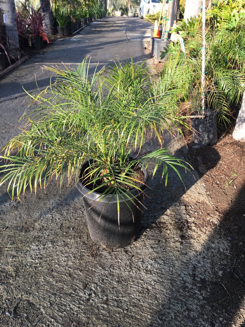 Photo for Phoenix roebelenii (Multi) (Pygmy Date Palm)