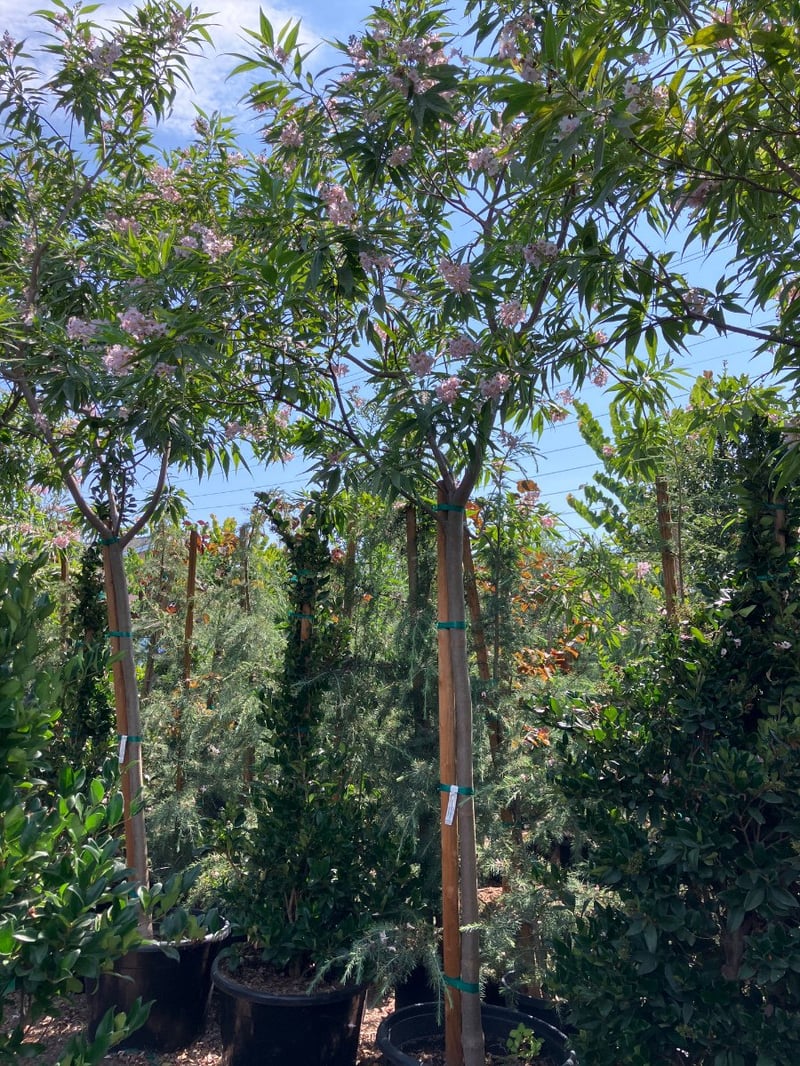 Photo for Chitalpa tashkentensis 'Pink Dawn' (Pink Dawn Chitalpa)