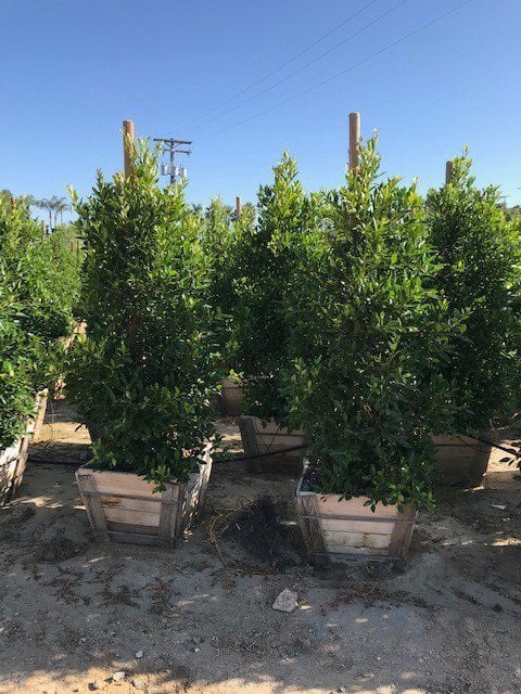 Photo for Ficus microcarpa nitida 'Green Gem' (Column) (Green Gem Fig)