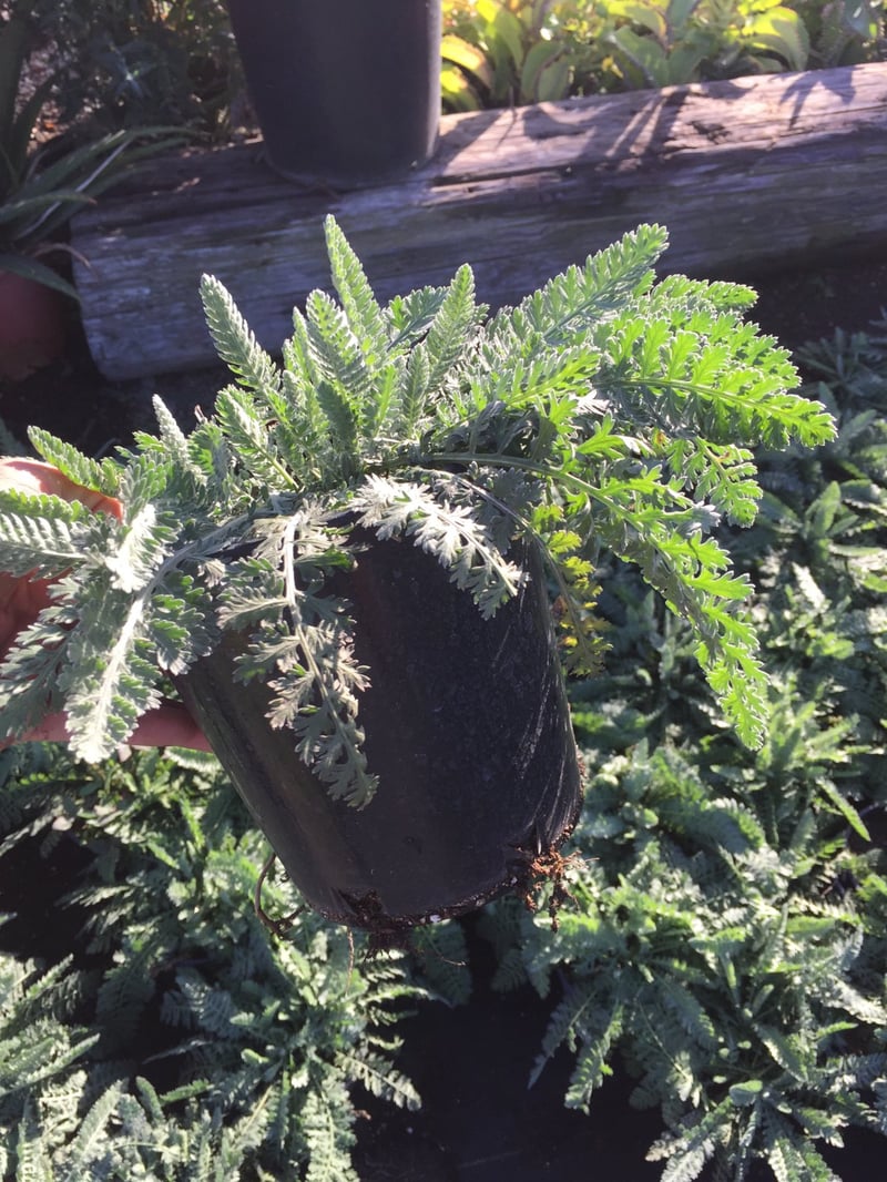 Photo for Achillea 'Moonshine' (Moonshine Yarrow)