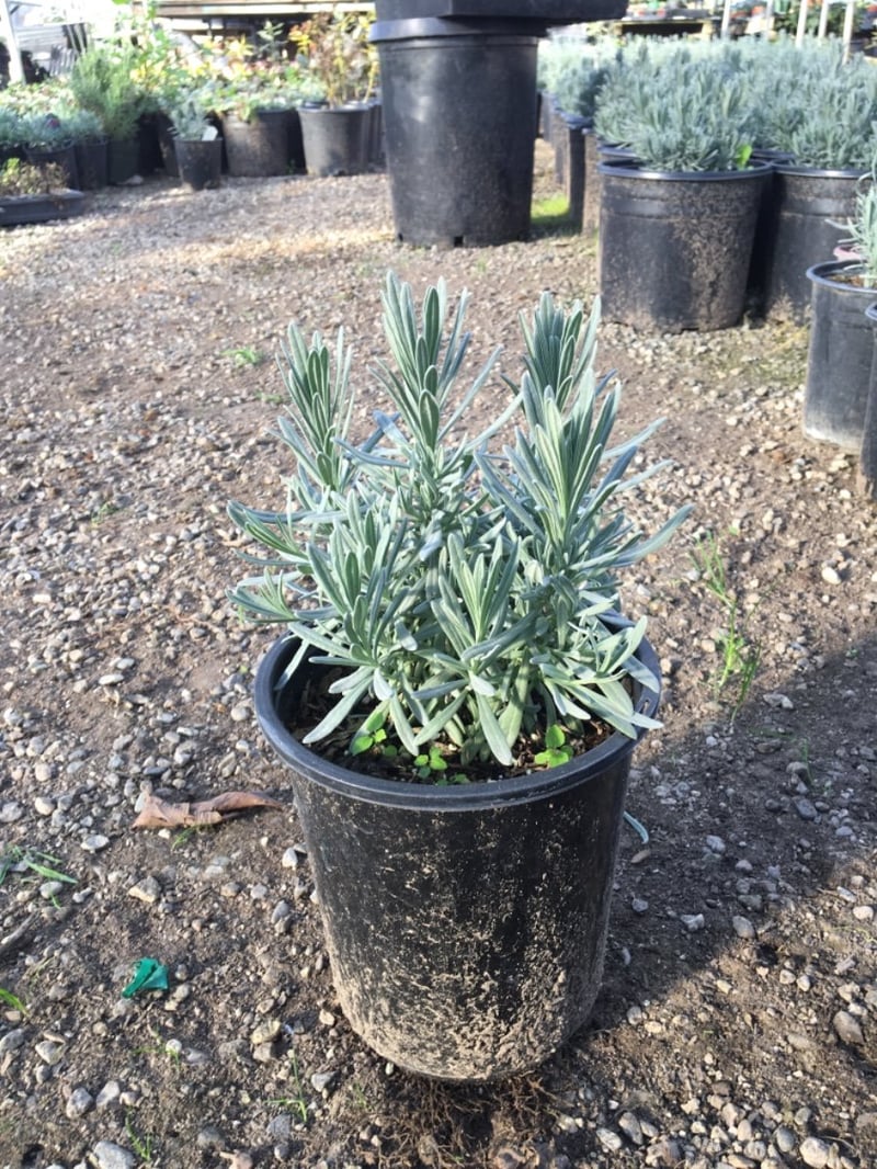 Photo for Lavandula intermedia 'Grosso' (Purple Lavandin)