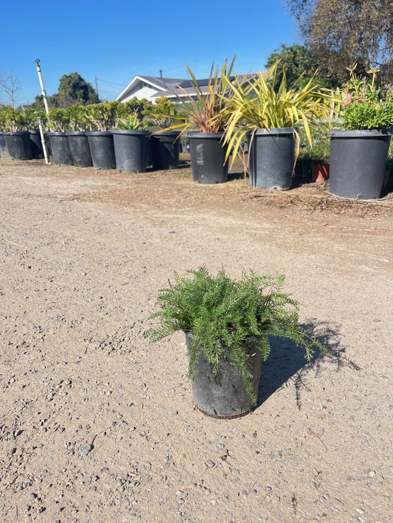 Photo for Achillea millefolium (Common Yarrow)