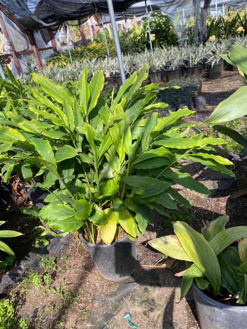 Photo for Alpinia zerumbet (Shell Ginger)