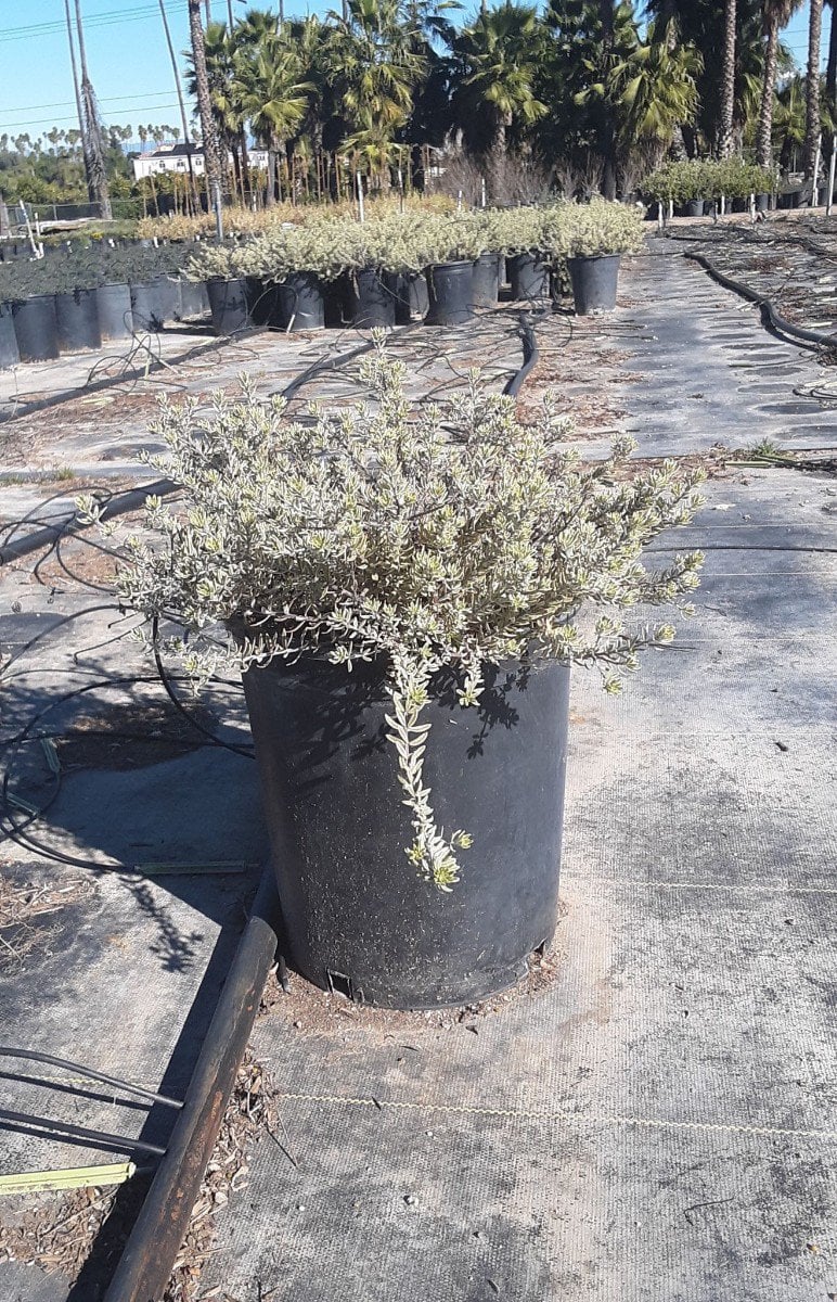 Photo for Westringia fruticosa 'Morning Light' (Morning Light Coast Rosemary)