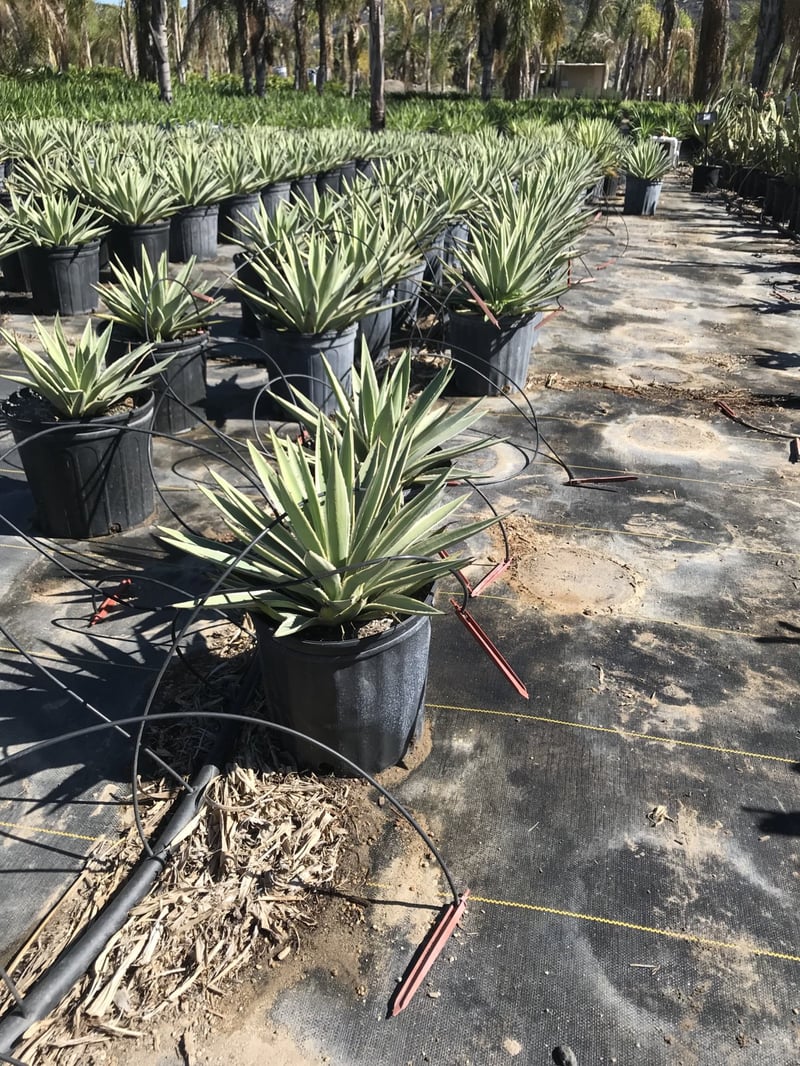 Photo for Agave angustifolia 'Marginata' (Caribbean Agave)