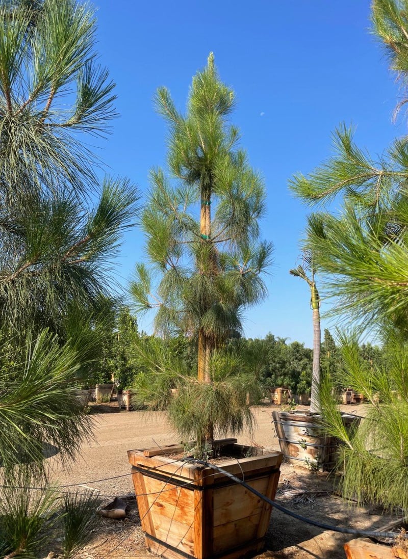 Photo for Pinus canariensis (Canary Island Pine)