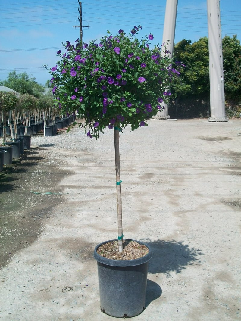 Photo for Solanum rantonnetii 'Royal Robe' (Patio Tree) (Royal Robe Paraguay Nightshade)