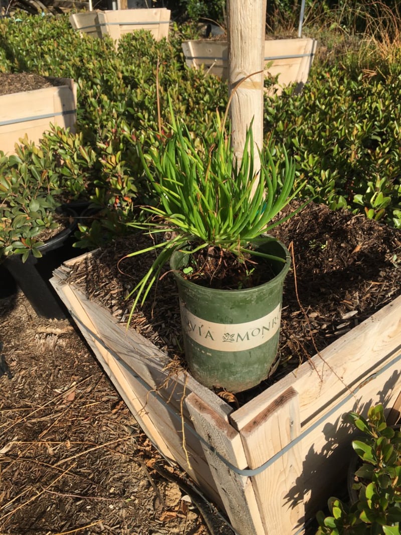 Photo for Bulbine frutescens 'Hallmark' (Orange Stalked Bulbine)