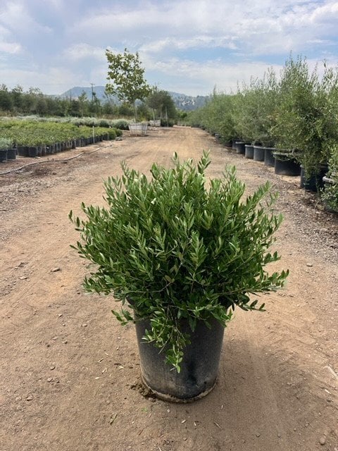 Photo for Olea europaea 'Montra' (Globe) (Little Ollie Dwarf Olive Globe)