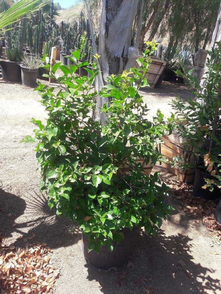 Photo for Xylosma congesta (Shiny Xylosma)