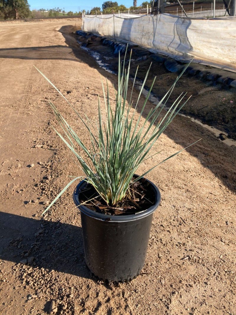 Photo for Helictotrichon sempervirens (Blue Oat Grass)