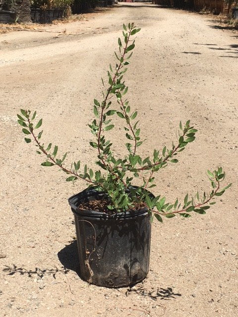 Photo for Arctostaphylos densiflora 'Howard Mcminn' (Howard McMinn Manzanita)