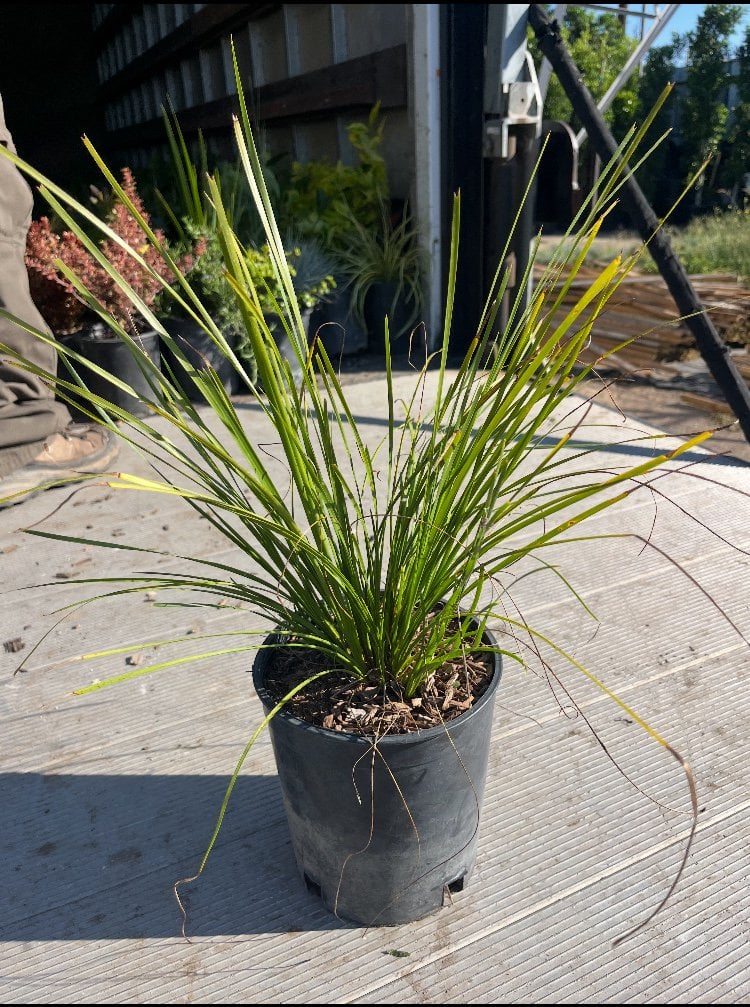 Photo for Lomandra longifolia 'Breeze' (Dwarf Mat Rush 'Breeze')