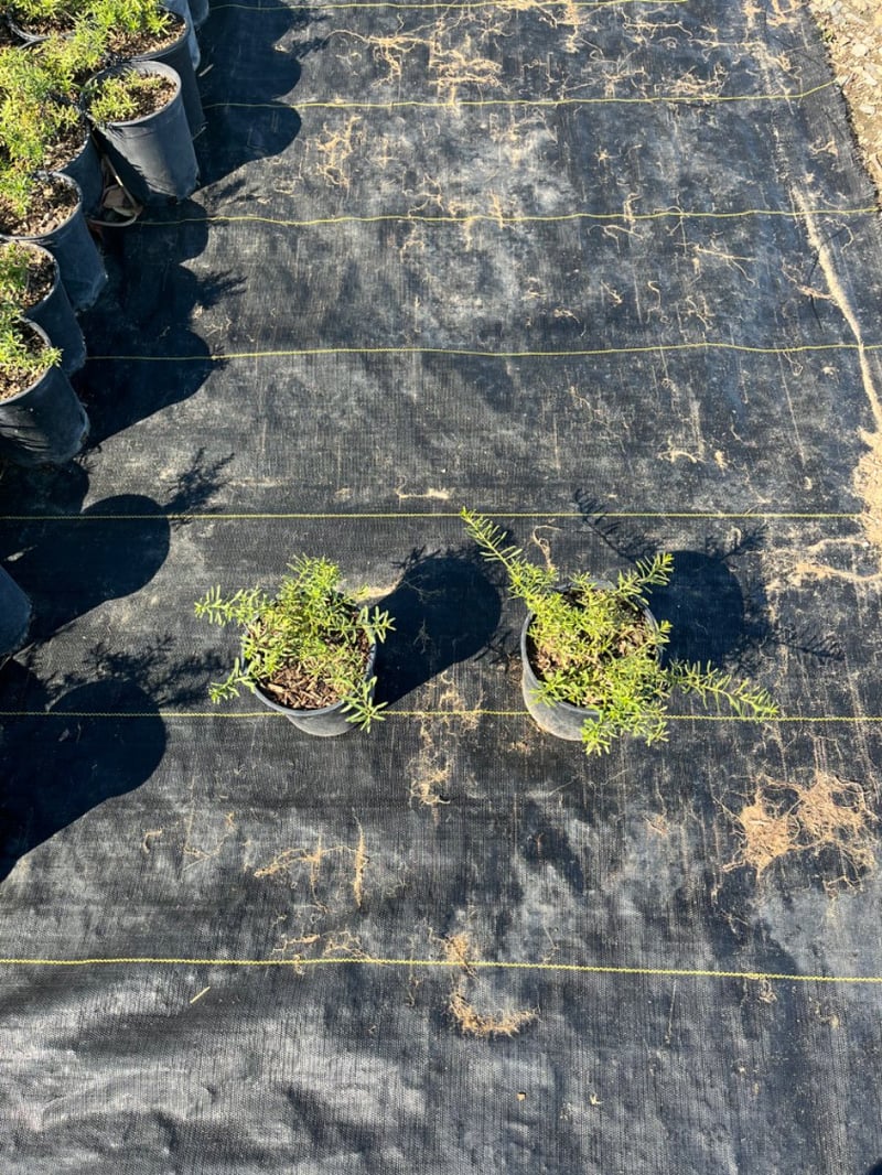 Photo for Myoporum parvifolium (Creeping Myoporum)