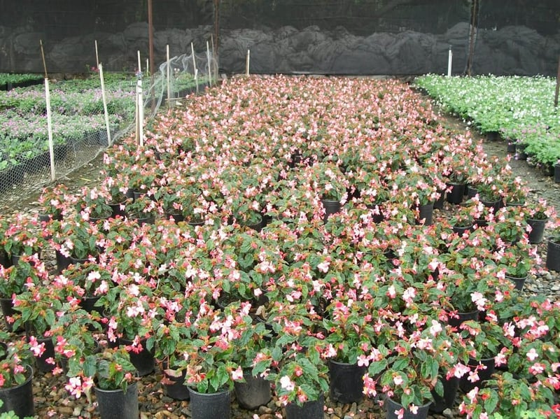 Photo for Begonia 'Richmondensis' (Richmond Begonia)