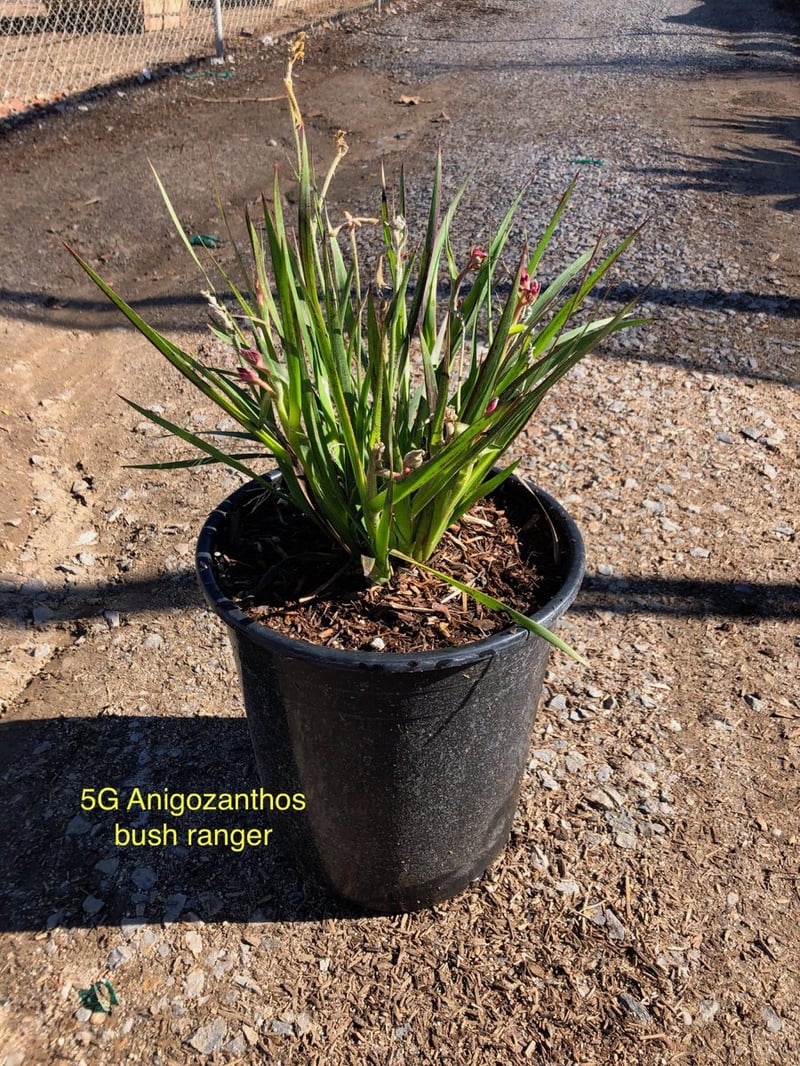 Photo for Anigozanthos (Dwarf) (Dwarf Yellow Kangaroo Paw)