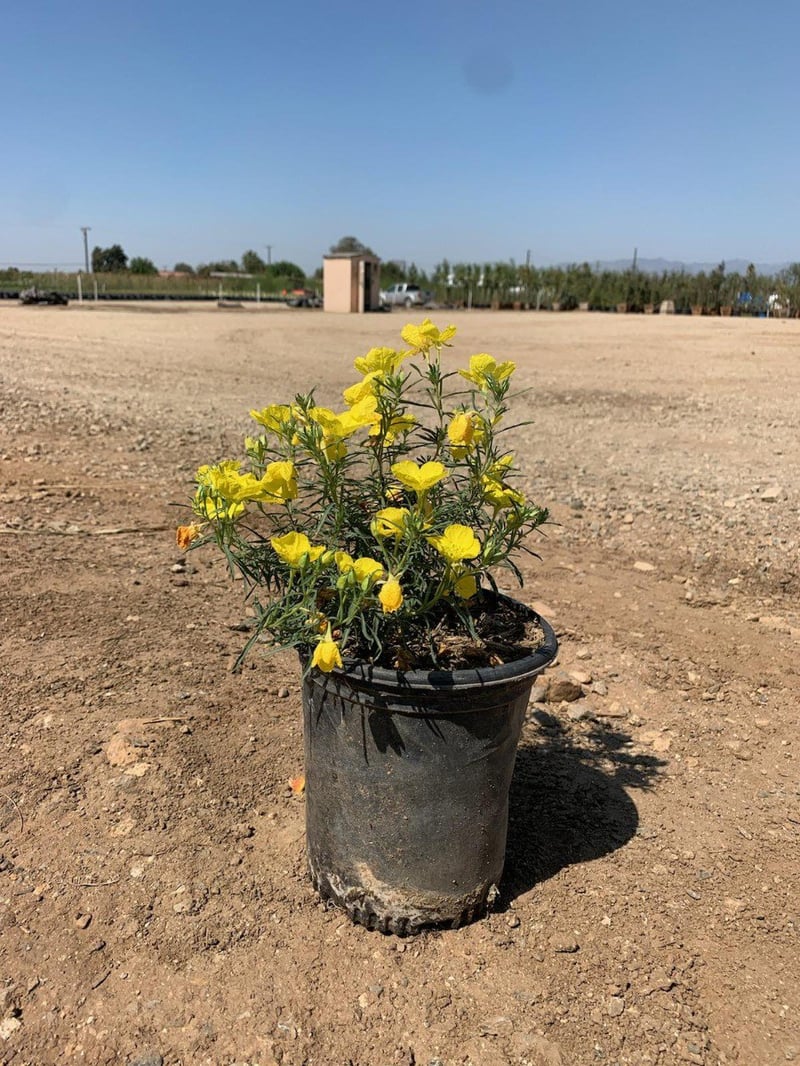Photo for Calylophus drummondianus (Sundrops)