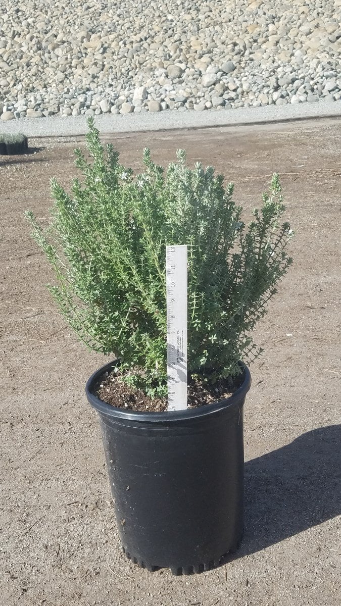 Photo for Westringia fruticosa 'Grey Box' (Grey Box Dwarf Coast Rosemary)