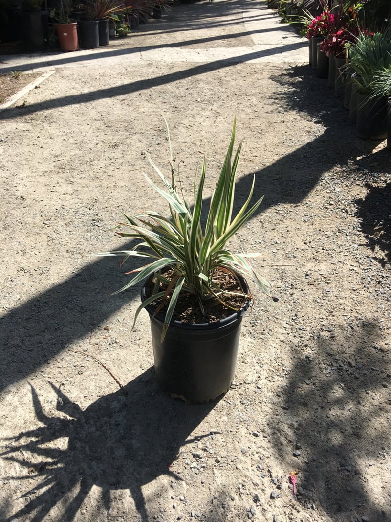 Photo for Dianella tasmanica 'Variegata' (Variegated Flax Lily)