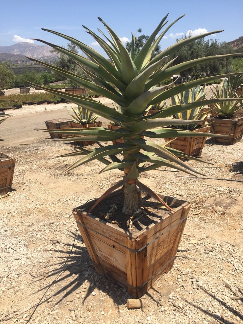 Photo for Aloe 'Hercules' (Hercules Aloe)
