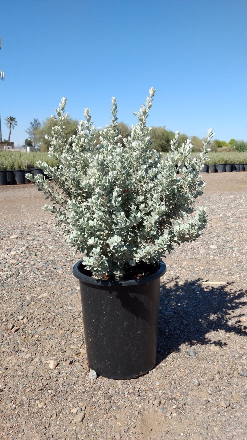 Photo for Leucophyllum frutescens ‘Compacta’ (Compact Texas Ranger)
