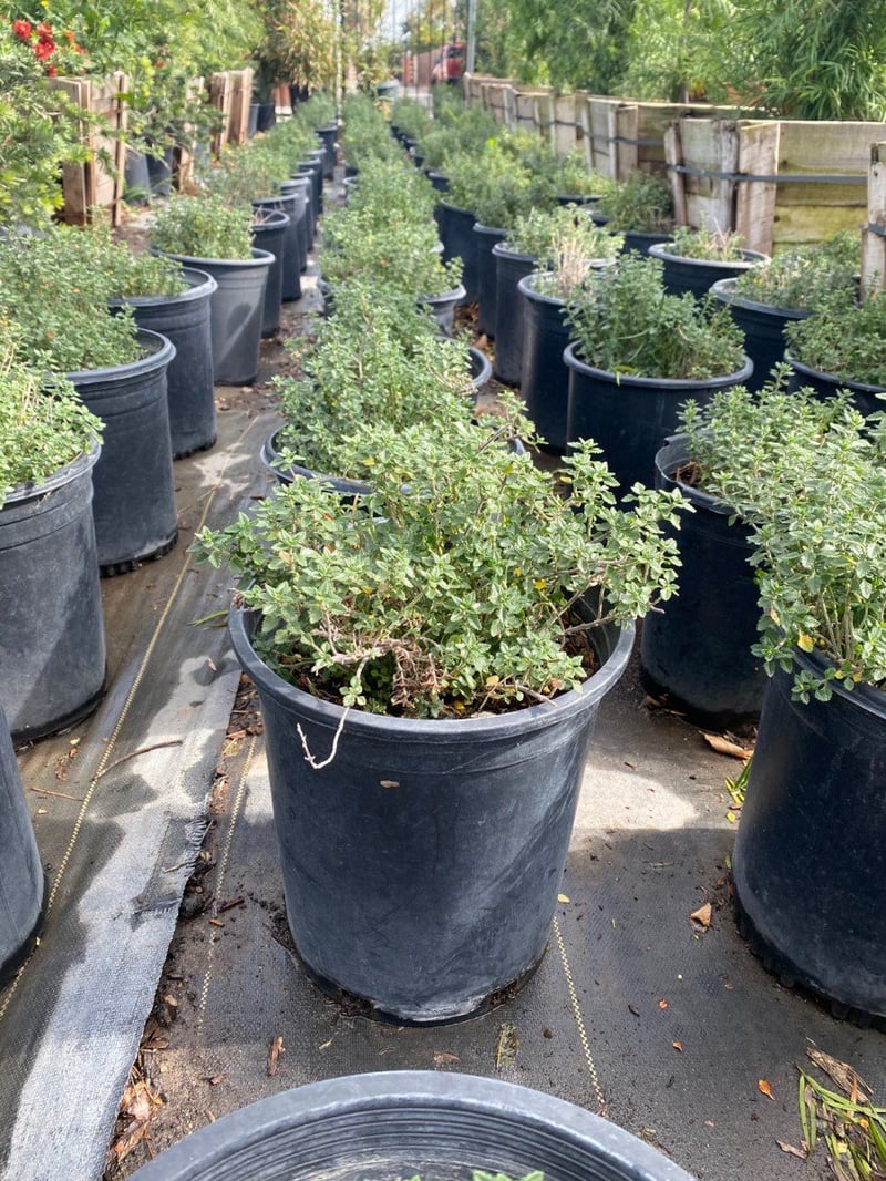 Photo for Teucrium x lucidrys (T. chamaedrys) (Wall Germander)