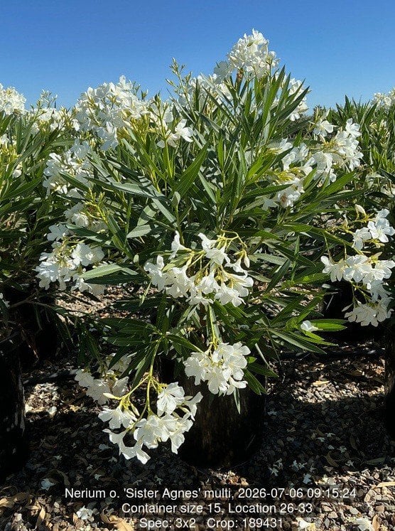 Photo for Nerium oleander 'White' (White Oleander)