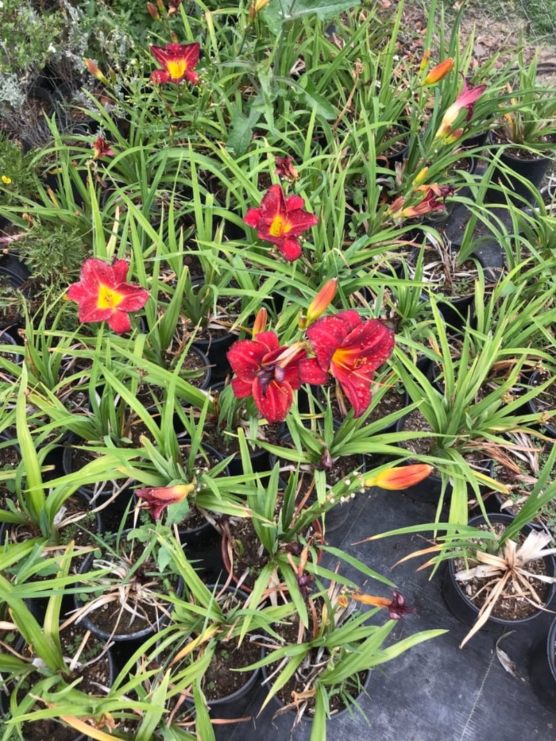 Photo for Hemerocallis 'Red' (Red Evergreen Daylily)