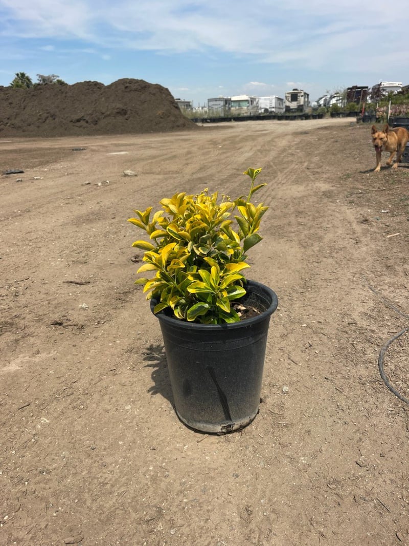 Photo for Euonymus japonicus 'Aureovariegatus' (Gold Spot Euonymus)