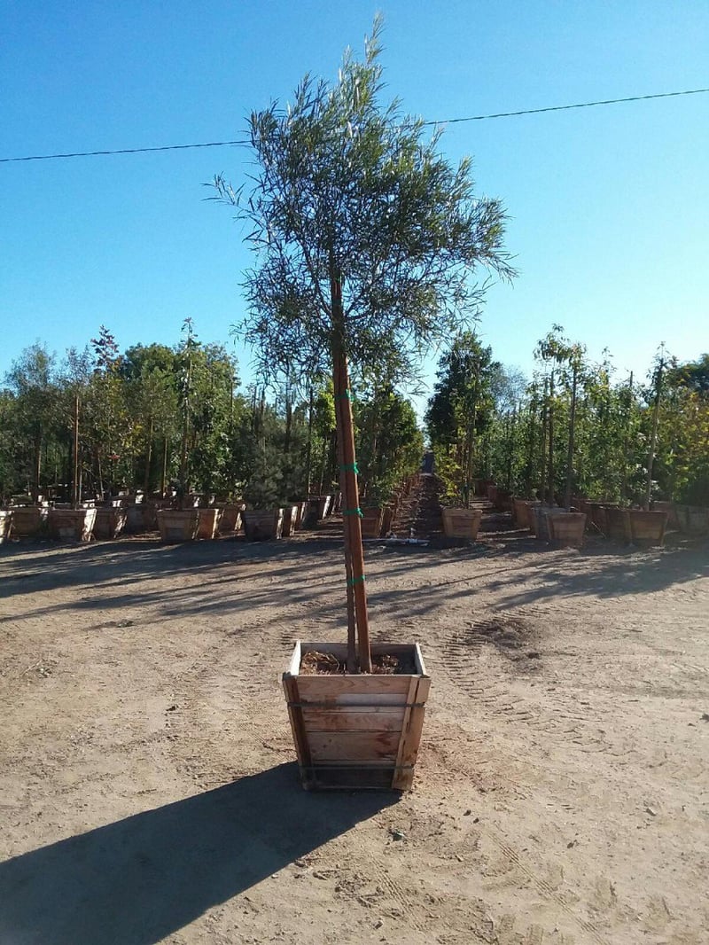 Photo for Rhus lancea (Standard) (African Sumac)