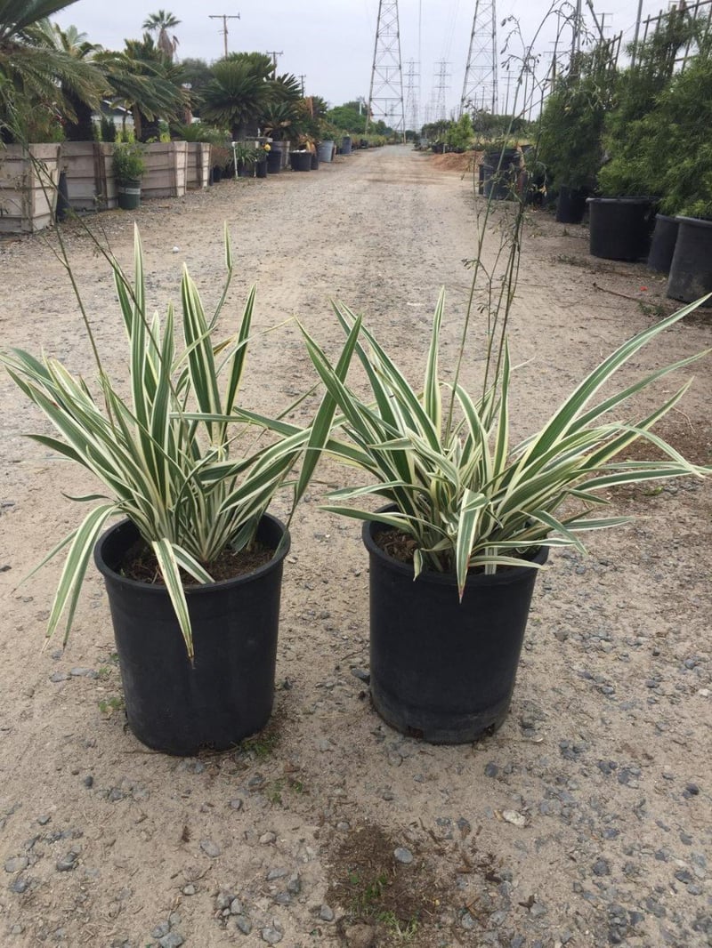 Photo for Dianella revoluta ‘Variegata’ (Variegated Dianella)