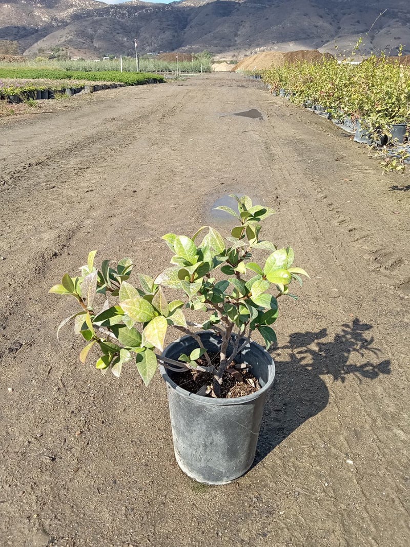 Photo for Trachelospermum jasminoides (Bush) (Star Jasmine (BUSH))